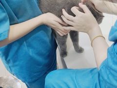 -安安宠物医院(情缘分院)