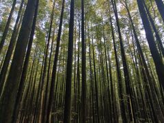 -山王坪喀斯特国家生态公园