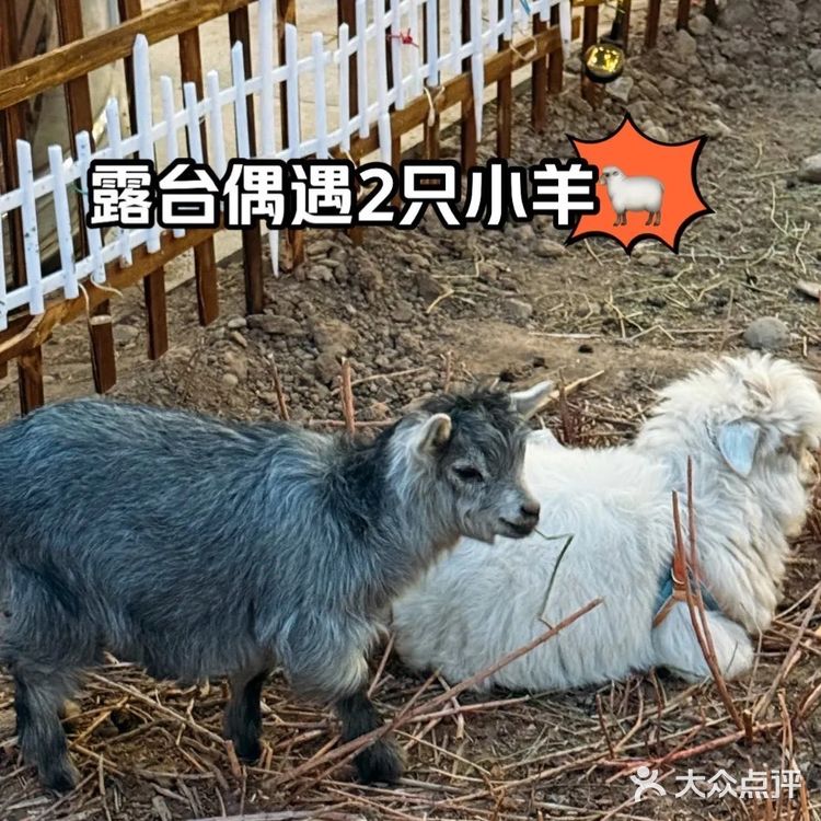 年夜饭还得选聚宝源‼️地道老字号铜锅涮肉