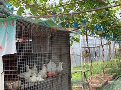 -马陆小张葡萄园农家乐