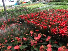 -龙大花卉苗木市场