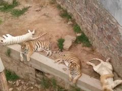 -西霞口神雕山野生动物世界