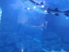 -石家庄极地海洋世界