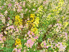 -武汉紫薇都市田园