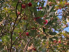 -广州白江湖森林公园