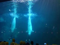 -华夏文旅海洋公园