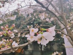 -武汉大学-樱园