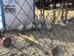 -鱼窝棚柴火铁锅炖(富山屯店)