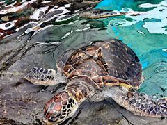 -海合安成都极地海洋公园