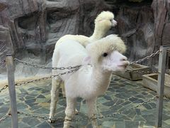 -上海大自然野生昆虫馆(东方明珠·爬宠昆虫探索中心)