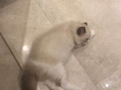 -耳语轻风专业采耳馆(古北花世界商业广场店)