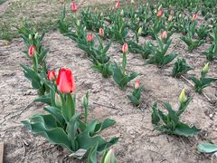 -永定河休闲森林公园