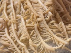 -打酱友•斑鱼海鲜粥火锅(吴桥店)