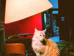 -猫色咖啡·猫咖