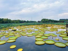 -荷塘月色湿地公园·向阳花洲