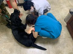 -美联众合动物医院·24h转诊中心