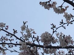 -高东镇樱花园