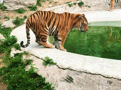 -栾川竹海野生动物园