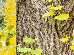 -三里屯东五街银杏大道