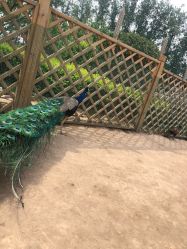 -萌宠亲子动物乐园(槐房万达店)