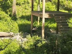 -中国大熊猫保护研究中心雅安碧峰峡基地