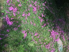 阿瓦山寨-阿瓦山寨·湘菜现炒·剁椒鱼头王(咸阳总店)
