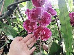 -中国科学院西双版纳热带植物园