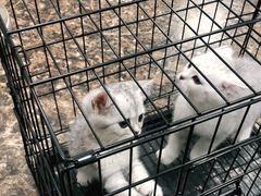 -申普宠物医院·心脏介入·心血管微创(总院)