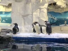 -华夏文旅海洋公园