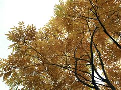 -临平公园(临平街道)