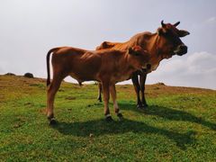 -大姆山草场
