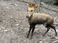 -合肥野生动物园