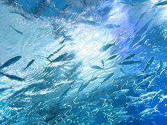 -海合安武汉极地海洋公园