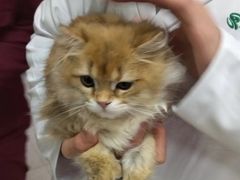 -瑞派福兴宠物医院犬猫全科·骨科·中西医结合(河东店)