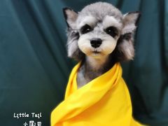 -小尾巴宠物店(万科·金域华庭店)