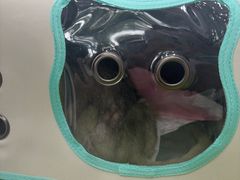 -瑞鹏宠物医院·骨外科·心肾科·肿瘤科(九亭店)