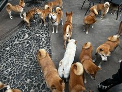 -柴犬高等学院·狗咖·柴犬售卖·宠物训练