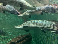 -上海海洋水族馆