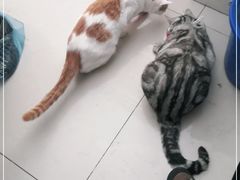 -平行世界·猫咖(首经贸店)