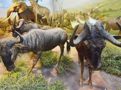 -陕西自然博物馆