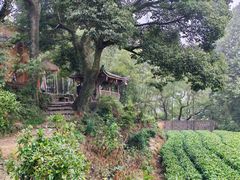 -杨家堂村