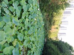 -重庆彩云湖湿地公园