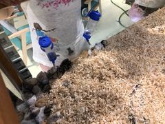 -龟与熊猫宠物公园(南坪店)