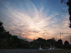 -田园东方蜜桃村的田野营地