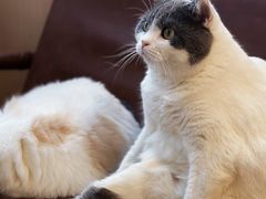 -MOCHA明星猫咖(田子坊店)