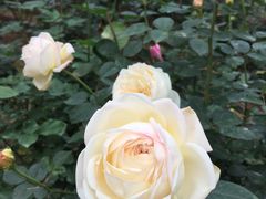 -人民公园(罗湖区)