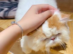 -啵啵喵·猫咖(攀华国际店)