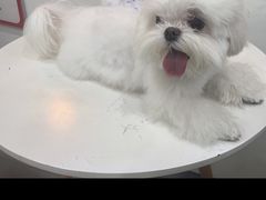 -帕帕拉兹宠物(亚洲旗舰店)