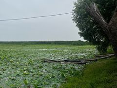 -洪湖生态旅游区