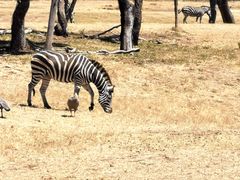 -威勒比开放式动物园